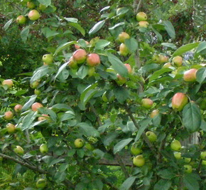 Sunset Acres Apple Tree