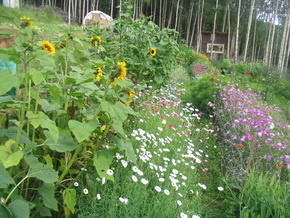 Calypso Farms