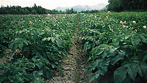 potato field