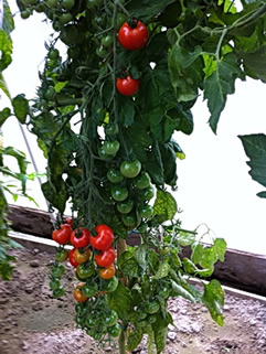 Tomatos grown with Alaska Fish Bone Fertilizer